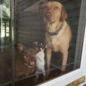 Meet your Posher, Shay